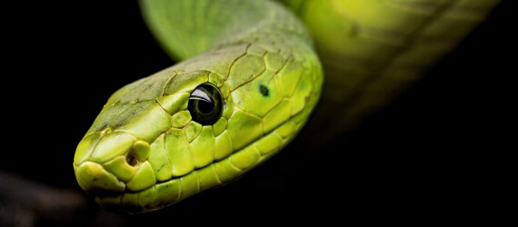 Green snake black background